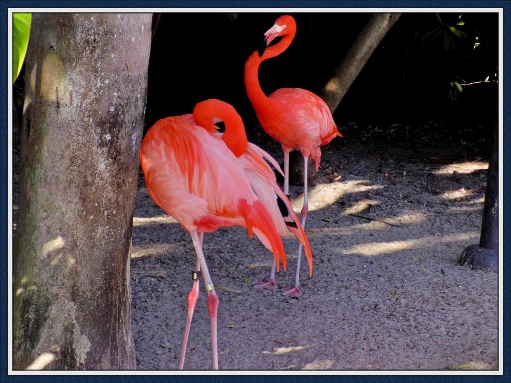 Welcome to The Inky&nbsp;Flamingo!